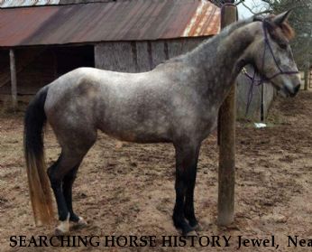SEARCHING HORSE HISTORY Jewel,  Near Bastrop, LA, 71220